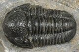 Detailed Gerastos Trilobite Fossil - Morocco #372448-1